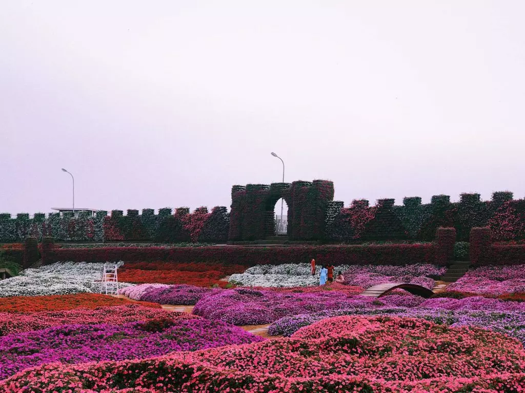 thung-lung-hoa-ho-tay